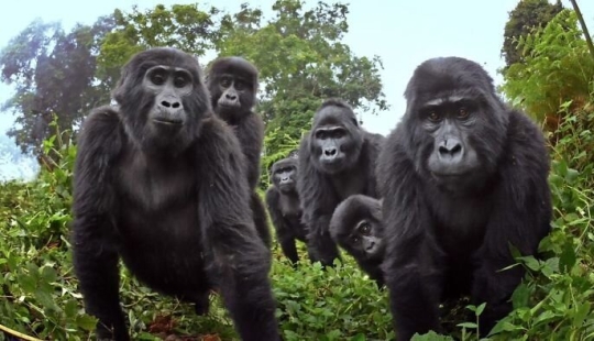 Will mountain gorillas accept a small robot into their pack?