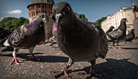 Winged vandal: how a Milanese pigeon marked an ancient masterpiece for 4 thousand euros Winged vandal: how a Milanese pigeon marked an ancient masterpiece for 4 thousand euros