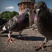 Winged vandal: how a Milanese pigeon marked an ancient masterpiece for 4 thousand euros