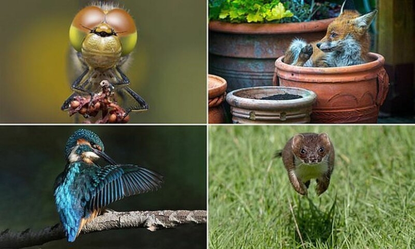 Winners of the Essex Wildlife Photography Contest