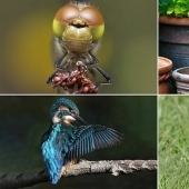 Winners of the Essex Wildlife Photography Contest