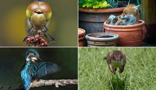 Winners of the Essex Wildlife Photography Contest