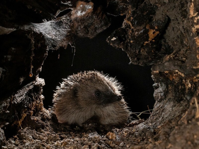 Winners of the Mammalian Photographer of the Year 2020 Amateur Photography Contest