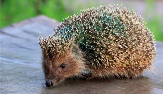 Women's underwear made of hedgehog skins caused outrage in the cultural capital