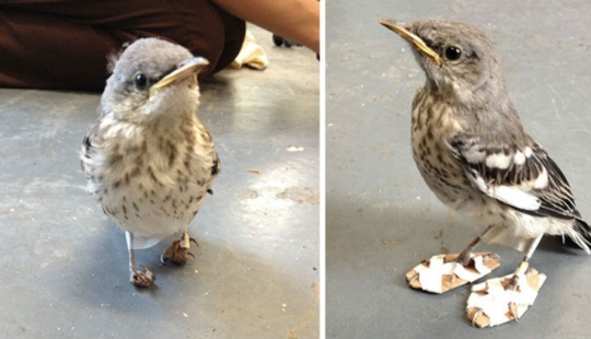 Wounded little bird's legs were cured with the help of "snowshoes"