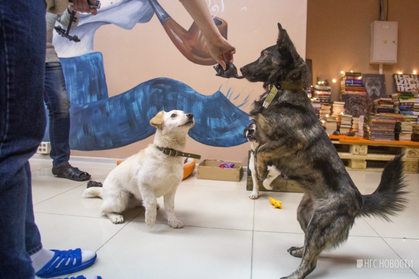 You can't feed them, but you can take them home: a cafe with stray dogs has been opened in Novosibirsk