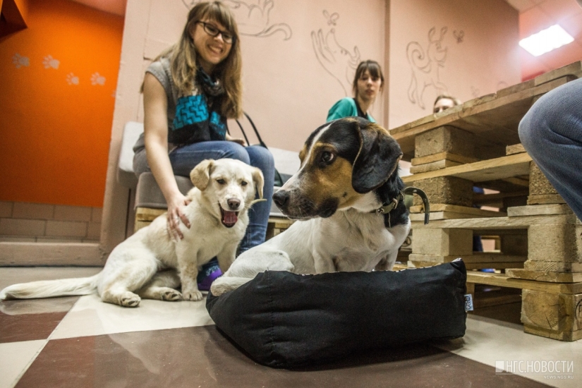 You can't feed them, but you can take them home: a cafe with stray dogs has been opened in Novosibirsk