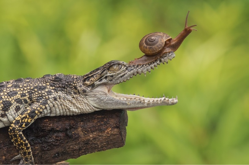 You haven't seen such a fearless snail yet