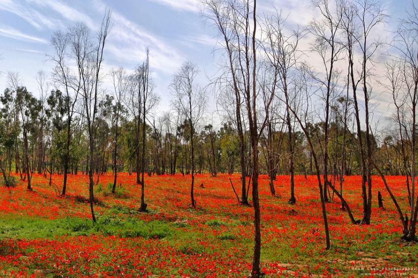 You will never guess where it is: a mixture of world culture and nature in a small country in the Middle East