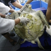 You won't believe what the veterinarians extracted from this turtle!