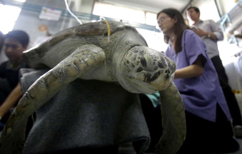 You won't believe what the veterinarians extracted from this turtle!