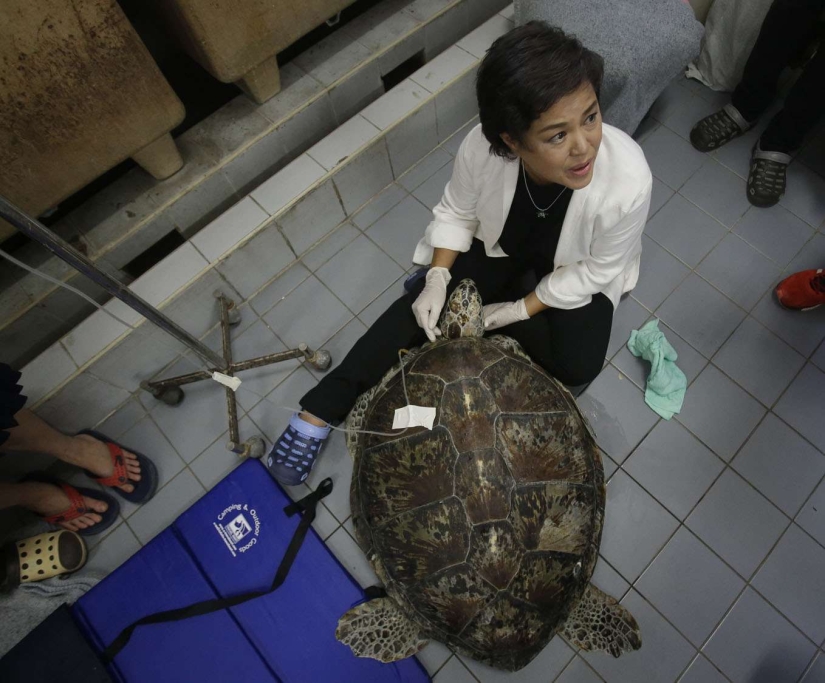 You won't believe what the veterinarians extracted from this turtle!