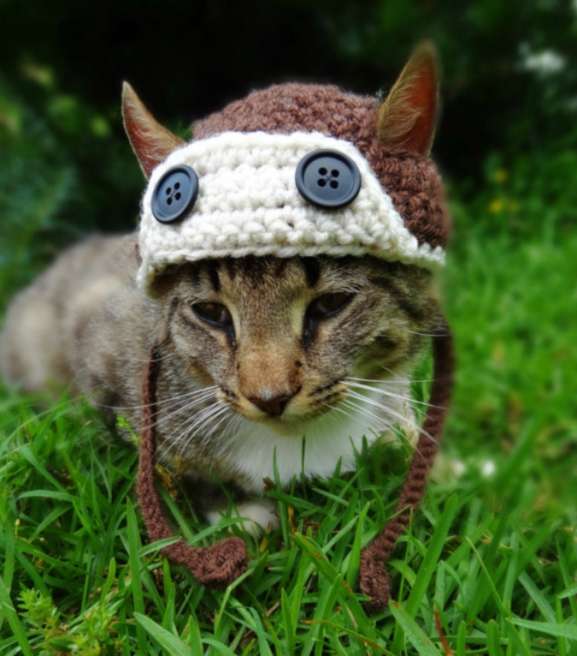 Your cat needs such a hat!