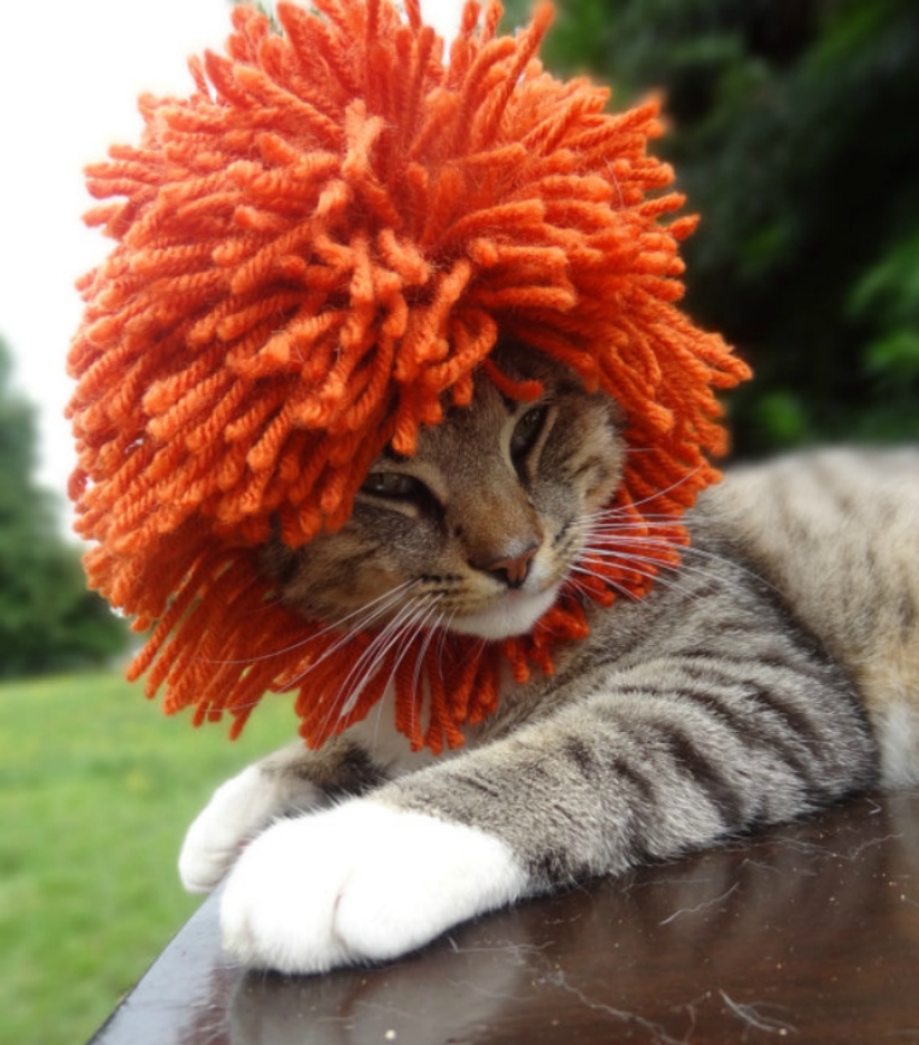 Your cat needs such a hat!