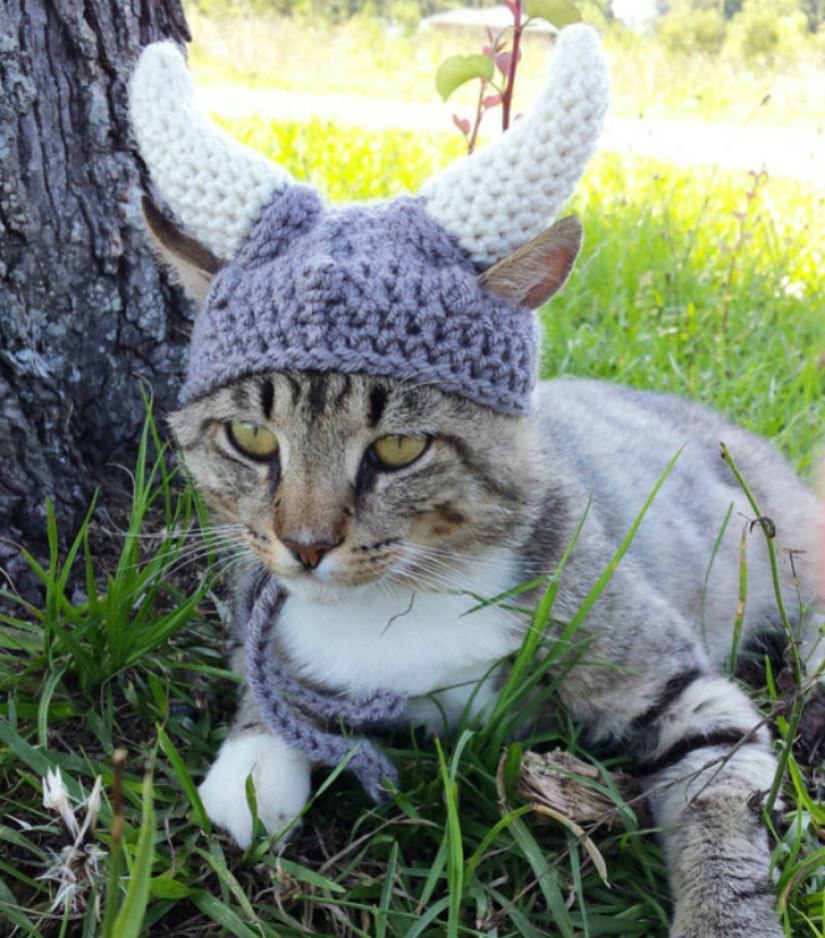 Your cat needs such a hat!