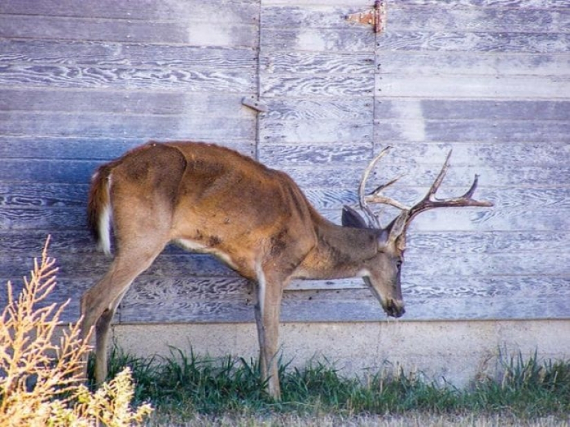 Zombie disease is spreading among deer in the USA
