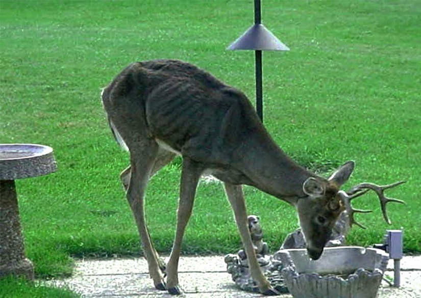 Zombie disease is spreading among deer in the USA