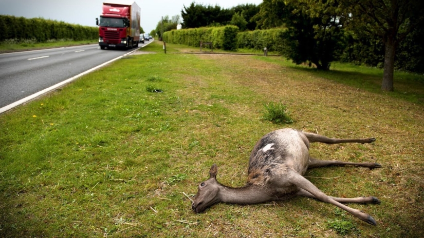 Zombie disease is spreading among deer in the USA