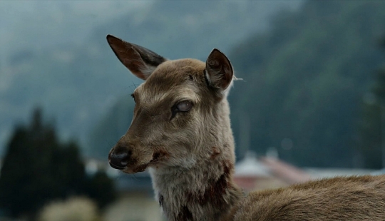 Zombie disease is spreading among deer in the USA Zombie disease is spreading among deer in the USA