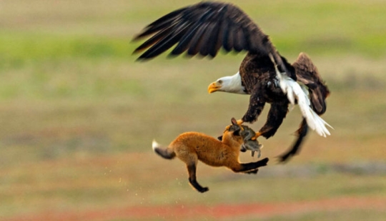 Zoobitva del año: una batalla épica de un águila y un zorro para el almuerzo