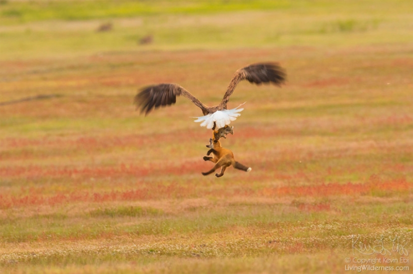 Zoobitva del año: una batalla épica de un águila y un zorro para el almuerzo