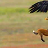 Zoobitva of the year: an epic battle of an eagle and a fox for lunch