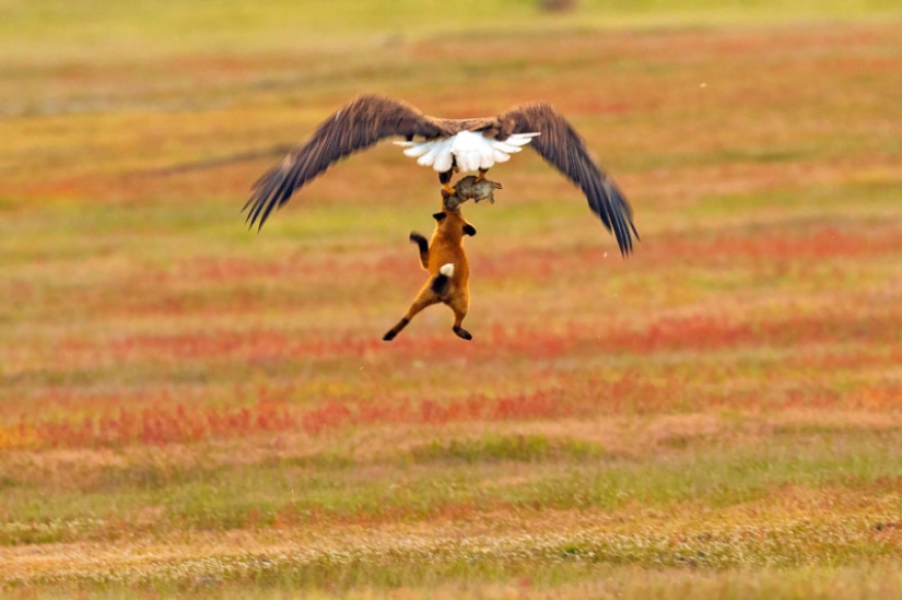 Zoobitva of the year: an epic battle of an eagle and a fox for lunch