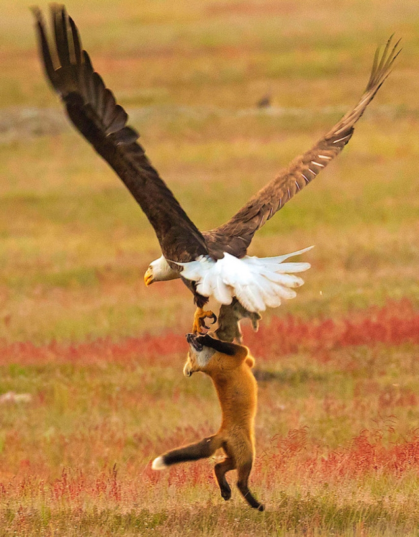 Zoobitva of the year: an epic battle of an eagle and a fox for lunch