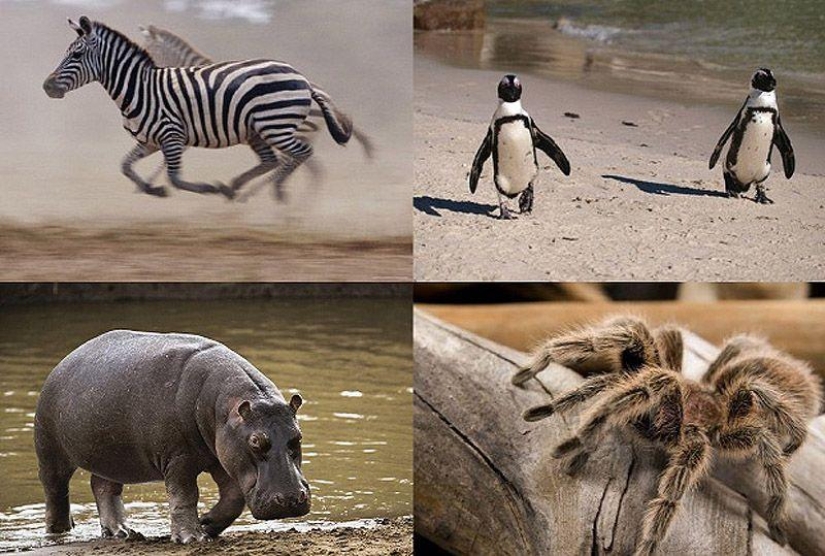 10 Animal Species You&#39;ll See in Unexpected Places