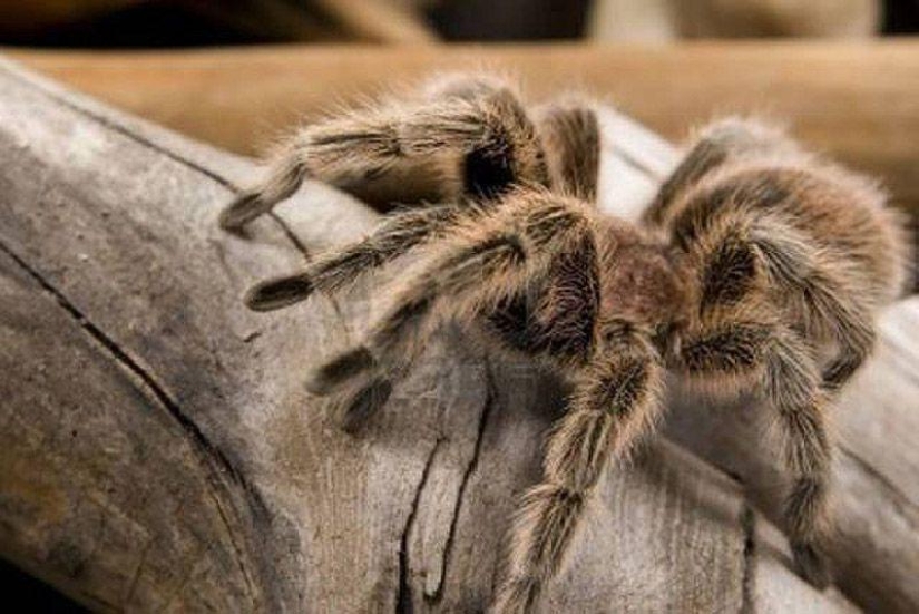 10 Animal Species You&#39;ll See in Unexpected Places