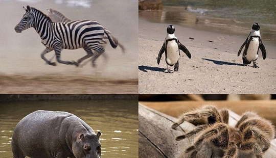 10 Animal Species You&#39;ll See in Unexpected Places