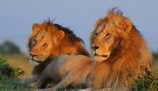 10 animales homosexuales 10 animales homosexuales