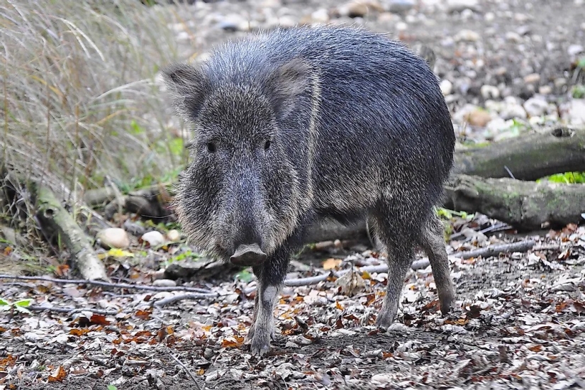 10 Animals That Were Rediscovered After They Were Believed To Be Extinct