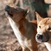 10 Animals That Were Rediscovered After They Were Believed To Be Extinct