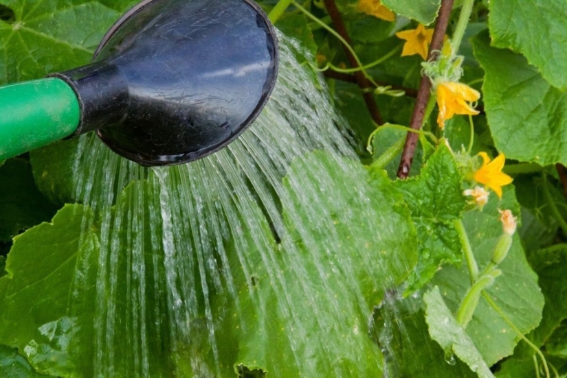 10 consejos probados que aumentarán considerablemente el rendimiento de los pepinos: una nota para todos los jardineros