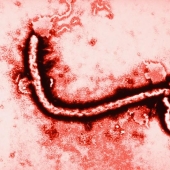 10 Ebola Facts You Should Know Today