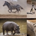 10 especies de animales que verás en lugares inesperados