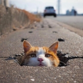10 fotografías callejeras que lograron capturar la belleza de los gatos, presentadas en esta página de Instagram (Parte 2)