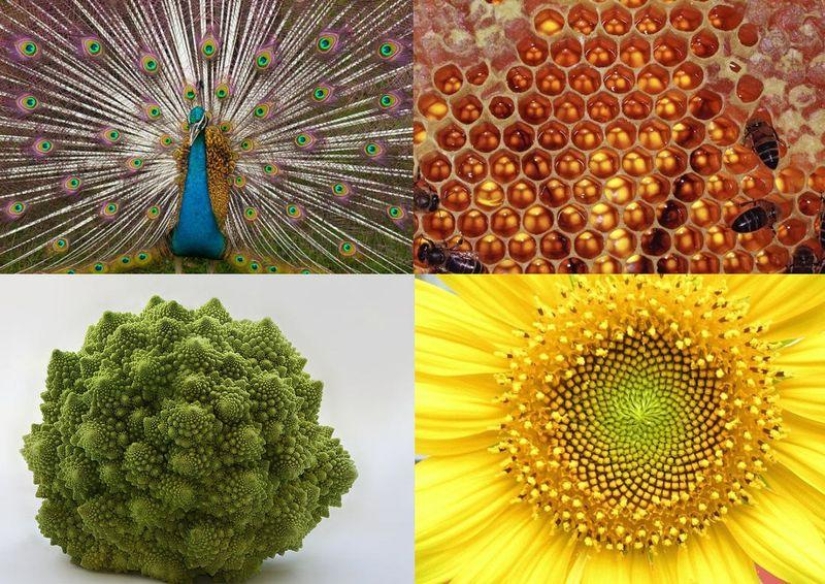 10 grandes ejemplos de simetría en la naturaleza