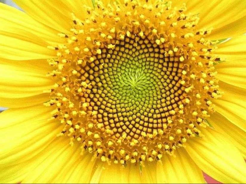 10 grandes ejemplos de simetría en la naturaleza