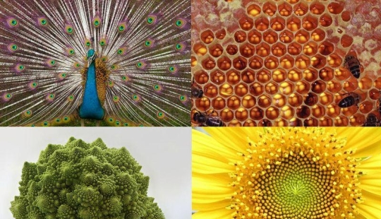 10 Great Examples of Symmetry in Nature