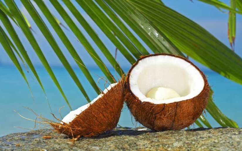 10 hechos sorprendentes sobre los cocos