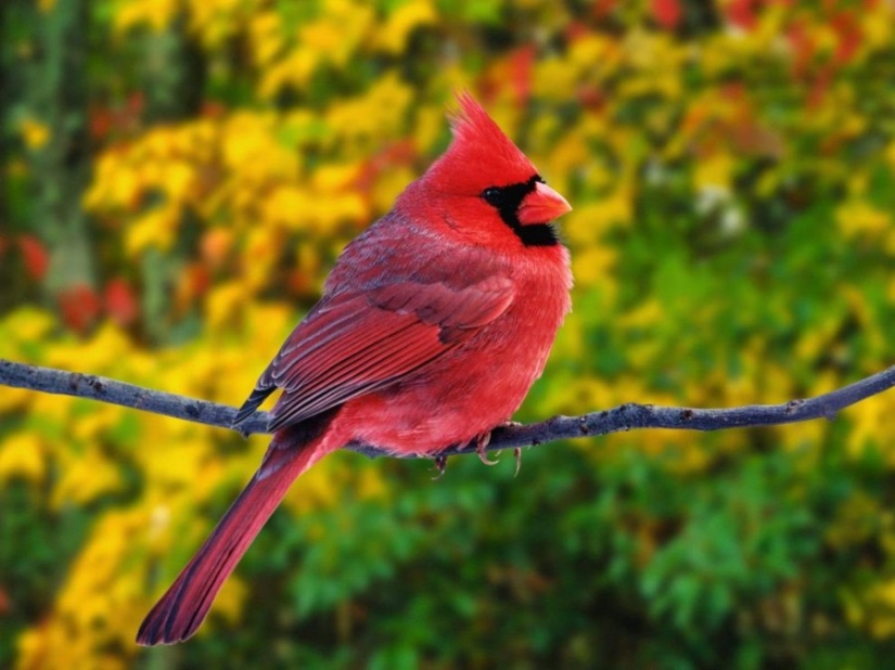 10 most beautiful birds in the world