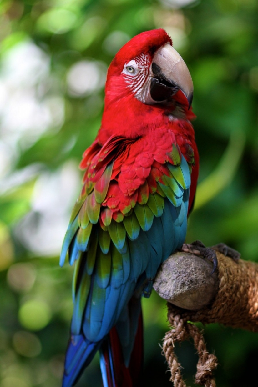 10 most beautiful birds in the world