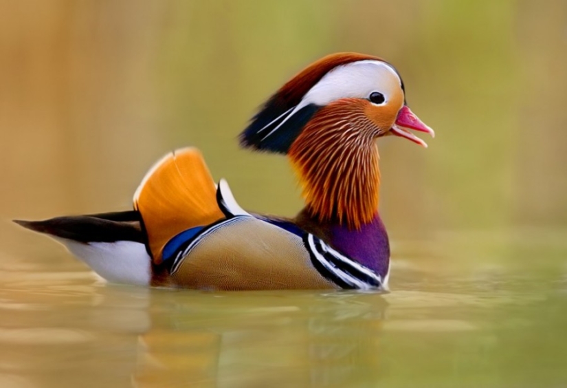 10 most beautiful birds in the world