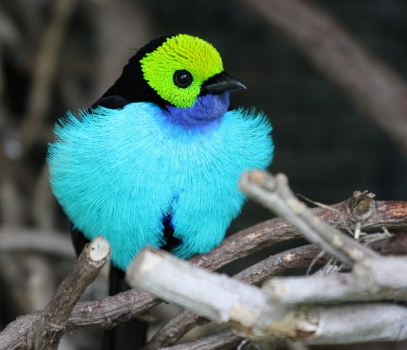 10 most beautiful birds in the world