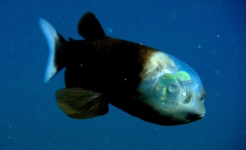 10 most bizarre fish in the world&#39;s oceans