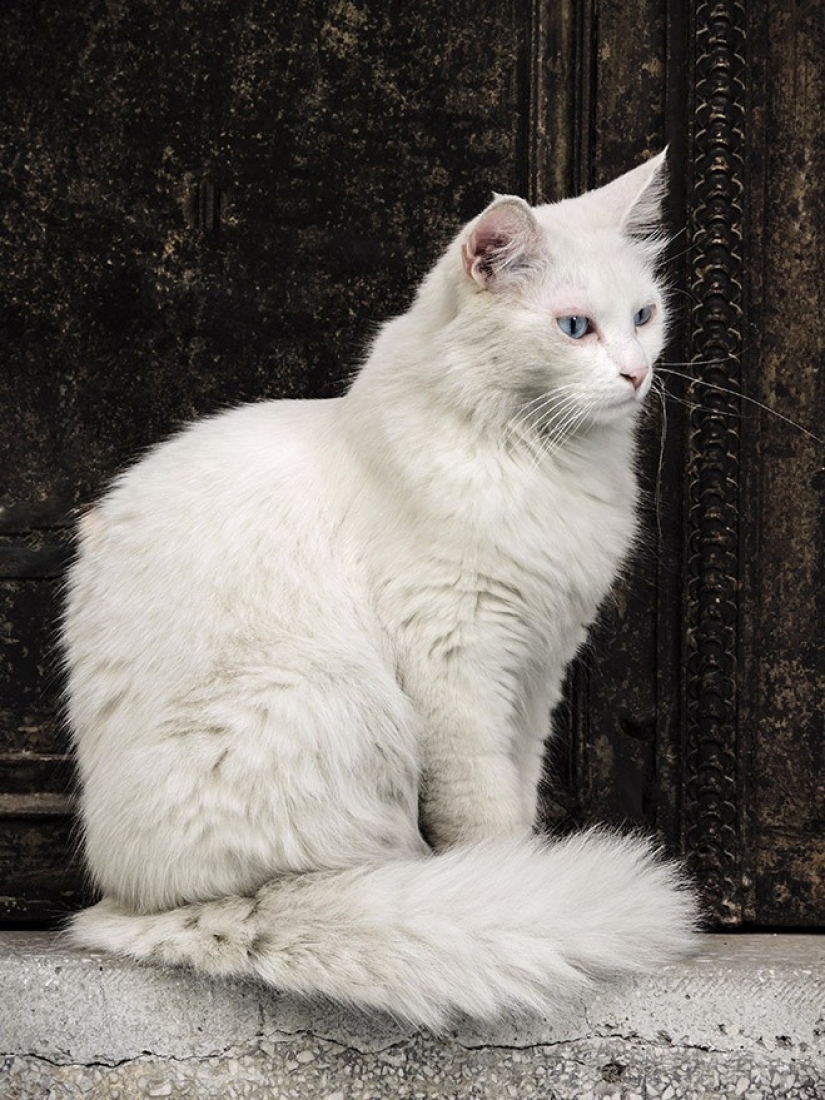 10 most correct breeds of cats