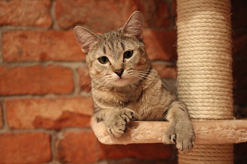 10 most correct breeds of cats