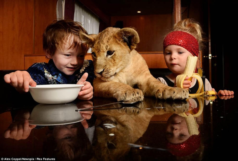 10 most touching stories of communication between children and animals